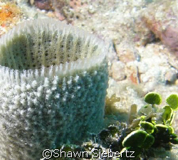 This tiny sponge reminds me of a vase with the plant dump... by Shawn Siebertz 
